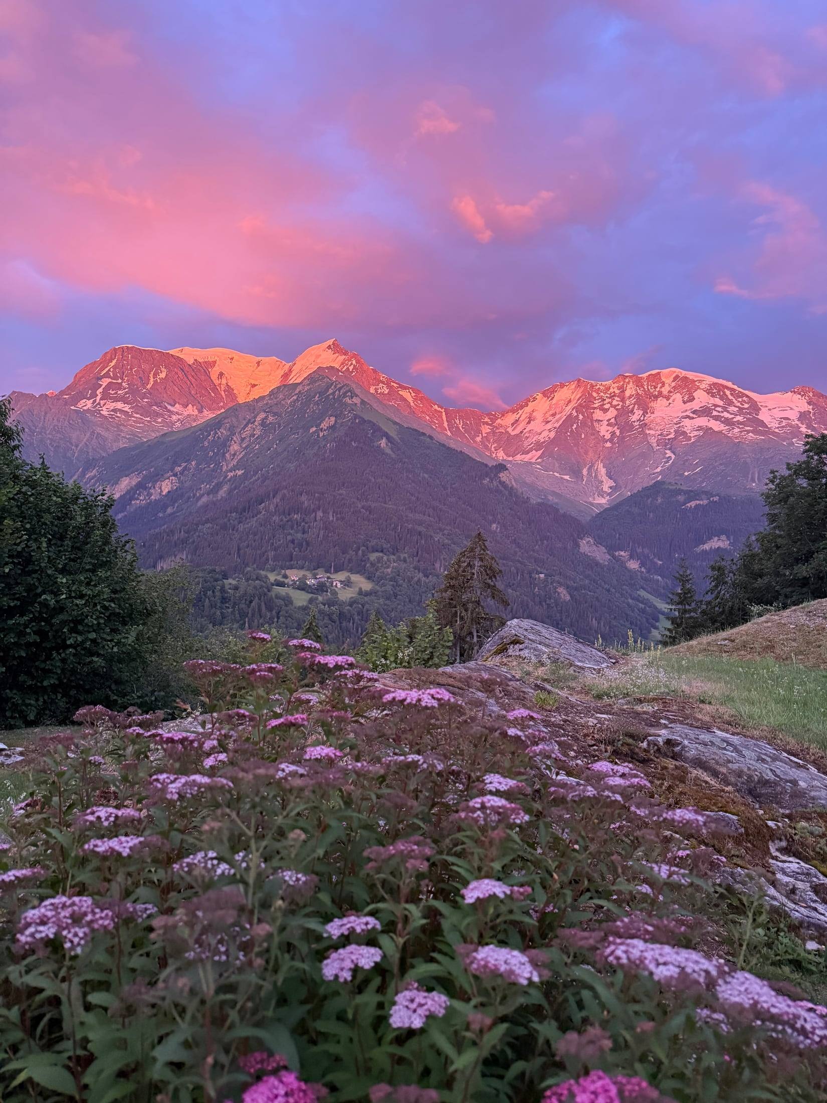Mont Blanc glowing pink at dusk above a meadow of wildflowers, seen from the family house.