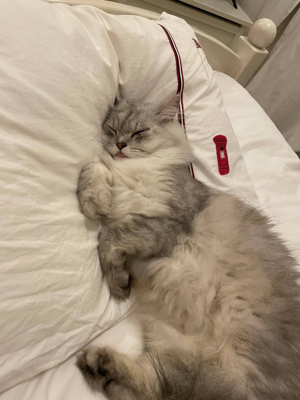 Bamboo, a fluffy grey cat, fast asleep on a white pillow with paws in the air.