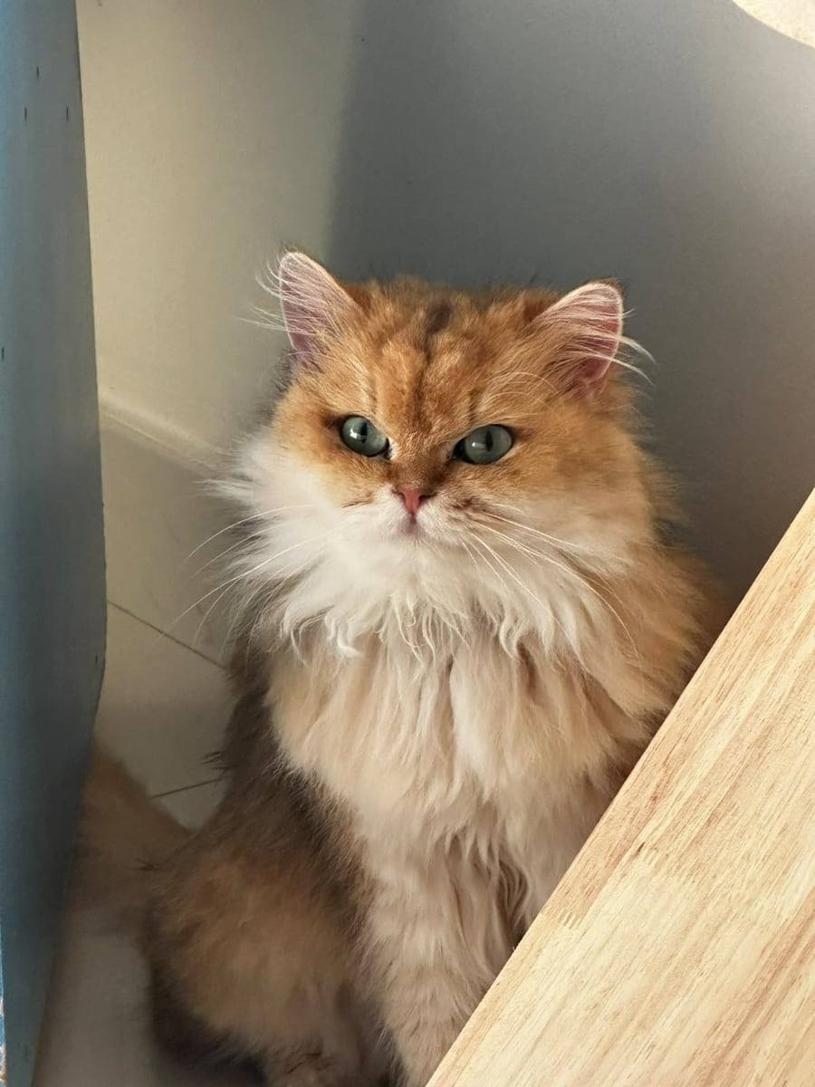 Matcha, a long-haired golden cat with green eyes, peering out from a corner.