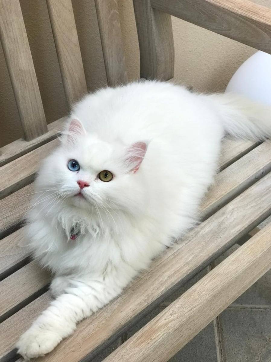 Plume, a fluffy white cat with one blue eye and one amber eye, lounging on a wooden bench.