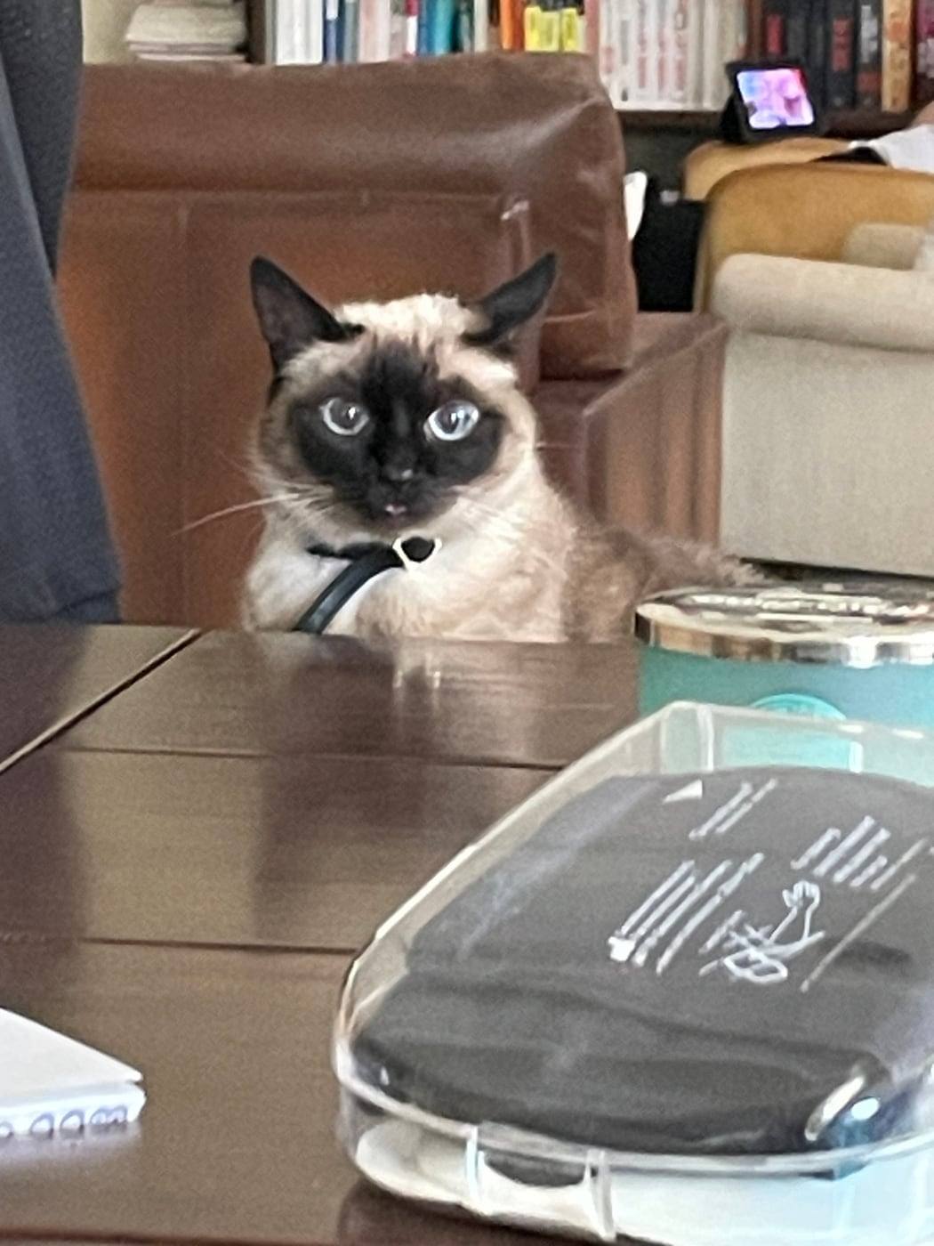Fidji, a cream cat with a dark face and blue eyes, sitting at a table like it owns the place.